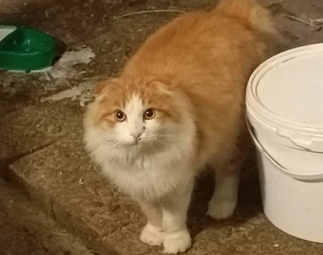 Кот появился на ферме несколько месяцев назад | Источник: предоставил Андрей