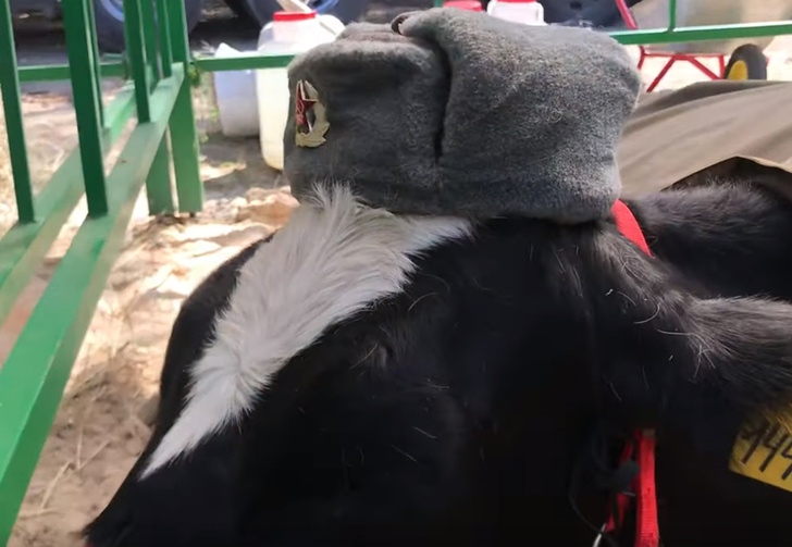 На ярмарке в Брянске коров нарядили в форму Советской армии (видео)