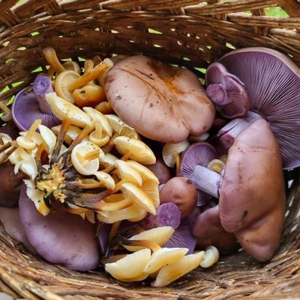 Источник: Кукуй Кукуй / Грибы в Подмосковье 2025 / VK.com