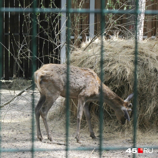 В каждом вольере есть место для кормления, самостоятельно кормить животных запрещено | Источник: Александр Лисихин / 45.RU
