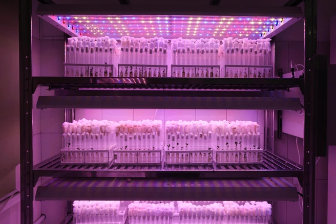 Клоны в пробирках, питание будущего, суперспособности мяты, шалфея и календулы | Источник: Бурятская ГСХА