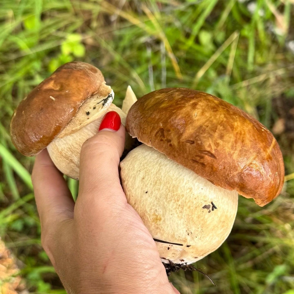 Боровички — как с картинки | Источник: Рыбалка в Челябинской области, Озера / Vk.com