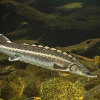 Есть идея о монополии: ловить осетра в Азовском море могут разрешить только одной компании