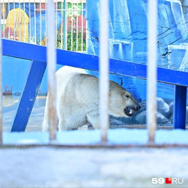 Источник: Василина Любимова / 59.RU 