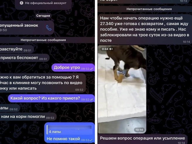 Жителям Новосибирска не советуют публично сообщать о помощи приюту | Источник: «КОШАЧЬЕ ЦАРСТВО — дом для бездомных кошек» / Телеграм