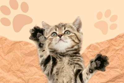 Библиотека «На Стремянной» запускает акцию «Книга за корм»