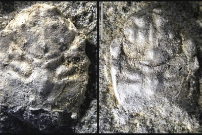 Под Саратовом нашли два новых вида древних крабов