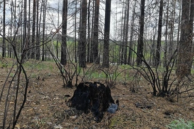 Горельник под Атамановкой полностью вырубят и восстановят