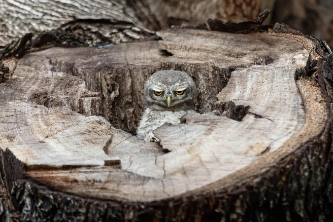 Источник: Panisara Sripratoom / The Nature Photography Contest 2023