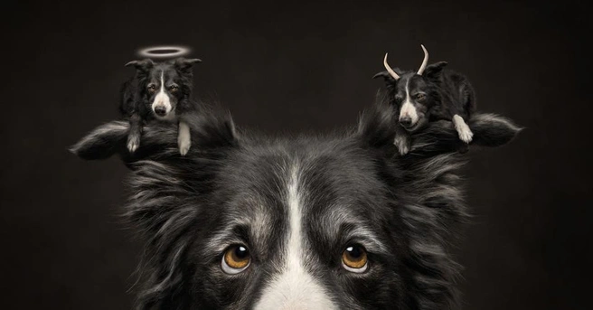 Вот так выглядят муки выбора у собаки | Источник: Callie Soden / Pet Photography Awards 2026