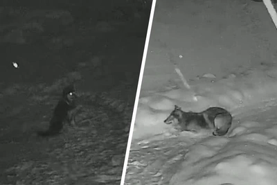 Волк загрыз собаку в ярославской деревне