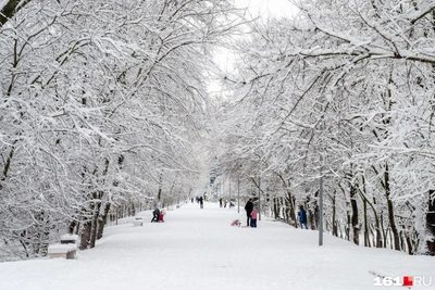 Rostov Residents Lose Cassation Appeal for Kumzhenskaya Grove