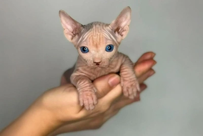 Alien Aristocrat Kitten with Dominant Eyes Seeks Home in Tyumen