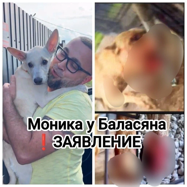 Зоозащитники бьют тревогу | Источник: «В память о Графе. Привлечь к ответственности Баласяна» / T.me