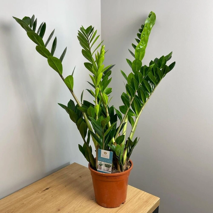 Источник: Архивы Flowwow