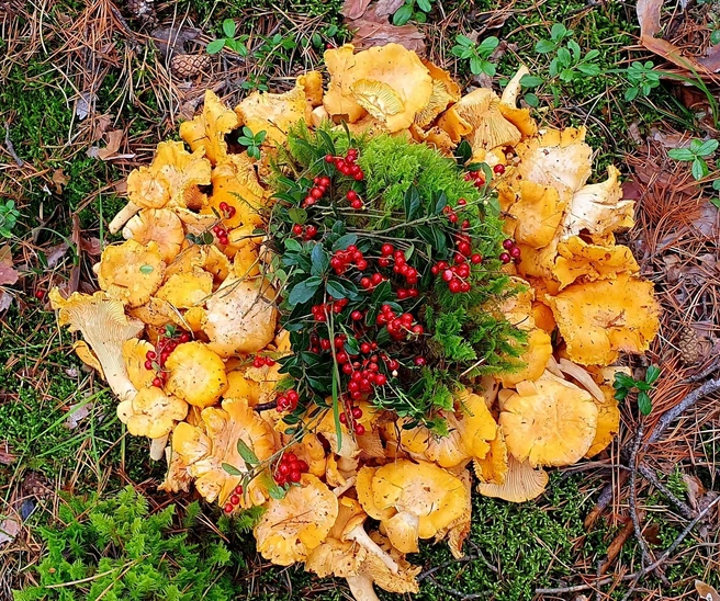 «Редкая удача»: жители Алтайского края рассказали, где находят грибы в неурожайный год | Источник: Грибы и Грибники Алтайского края