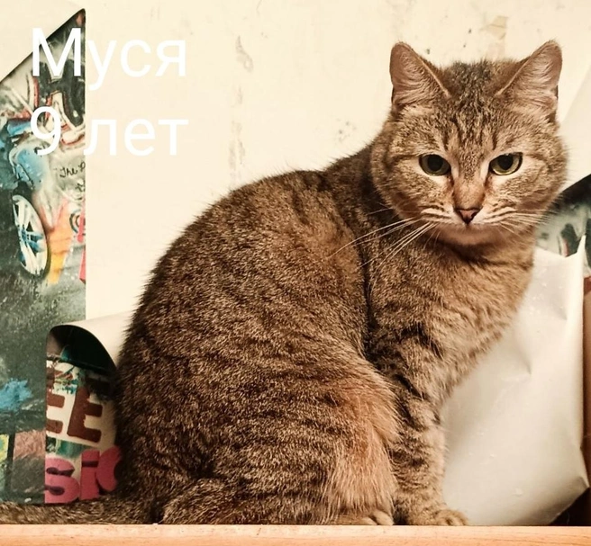 Источник: Помощь бездомным животным г. Полярные Зори! / Vk.com