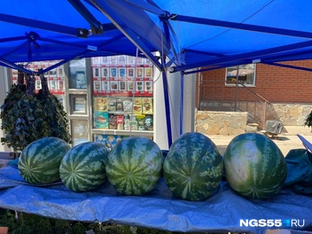 Так выглядят казахстанские арбузы | Источник: Евгений Софийчук / NGS55.RU
