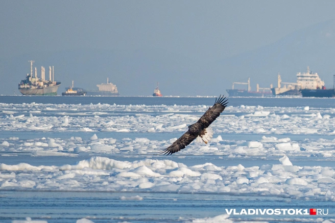 Источник: Елена Буйвол / VLADIVOSTOK1.RU