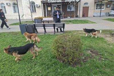 Воронеж 17 апреля: главные события дня