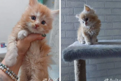 Ginger Maine Coon kitten offered as loyal nanny in Omsk