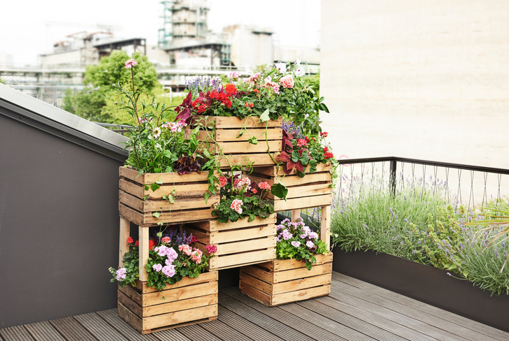 Огород на подоконнике или на балконе: что можно вырастить