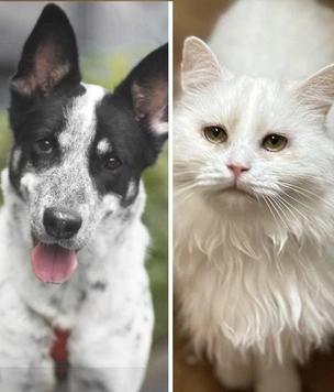 Котопёс недели: возьмите из приюта ласковую кошку-белоснежку Клаудию или дружелюбного щенка Бести