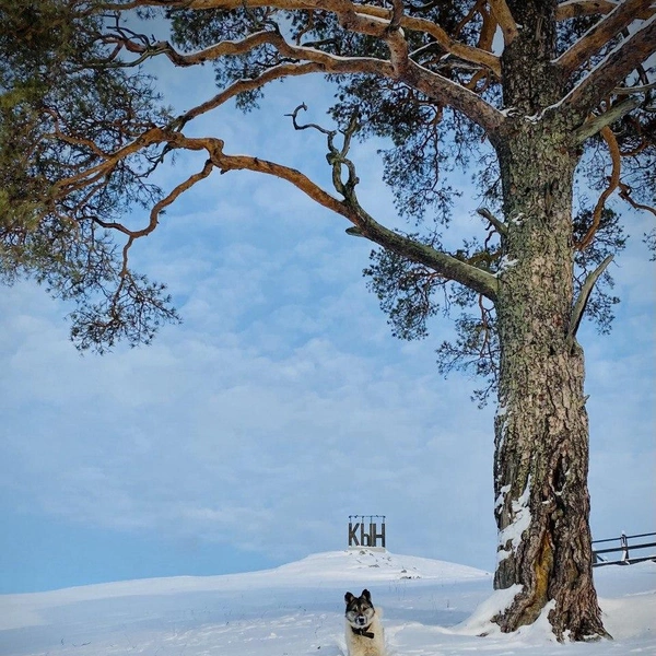 Собачка из села Кын | Источник: Максим Кудряшов