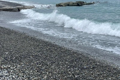 Пляж в Сочи усеяли тела погибших птиц