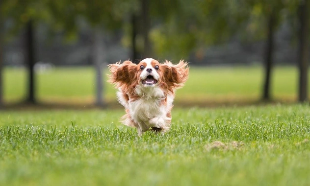 Как понять, что собака в вас души не чает: 5 основных признаков искренней любви