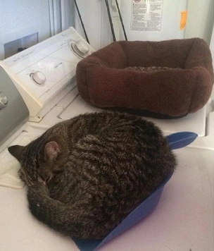 23 кота делают что-то непонятное, но очень смешное