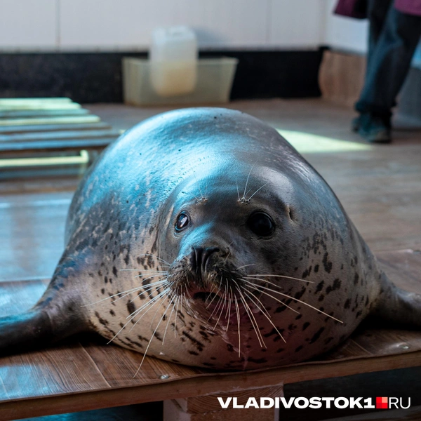 Источник: Елена Буйвол / VLADIVOSTOK1.RU