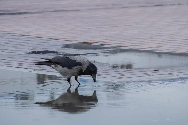 В этом сером городе ворона чувствует себя даже яркой | Источник: Алексей Сапицкий