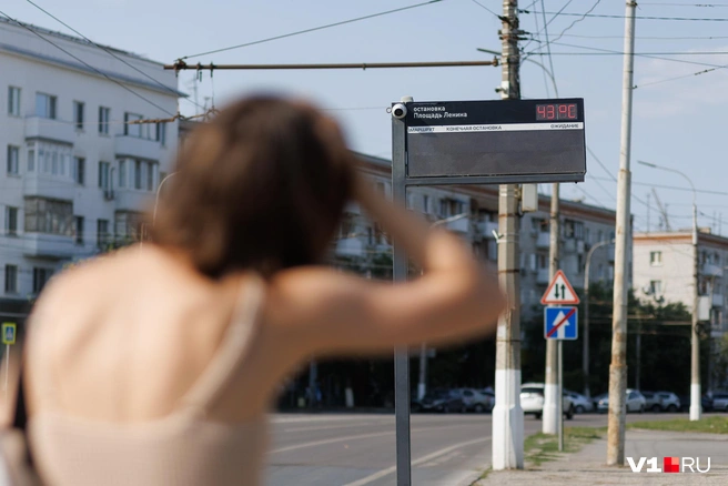 Волгоградская жара не оставила равнодушными гостей города | Источник: Алексей Волхонский / V1.RU