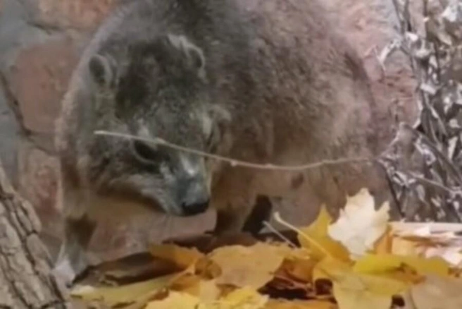 «Выбрал самые сочные и хрустящие»: даман Сеня из Ленинградского зоопарка продегустировал кленовые листья — милое видео | Источник: Ленинградский зоопарк