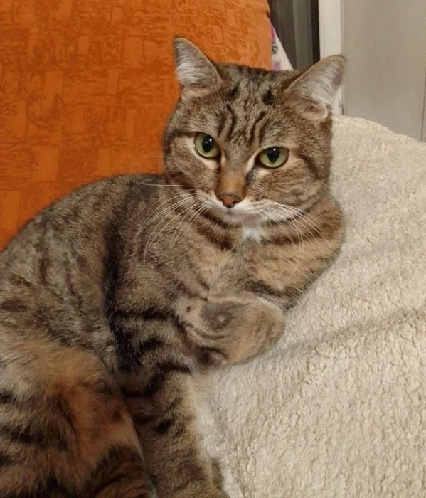 Котик предпочитает проводить холодные дни лежа на мягком одеяле | Источник: читательница НГС Нина