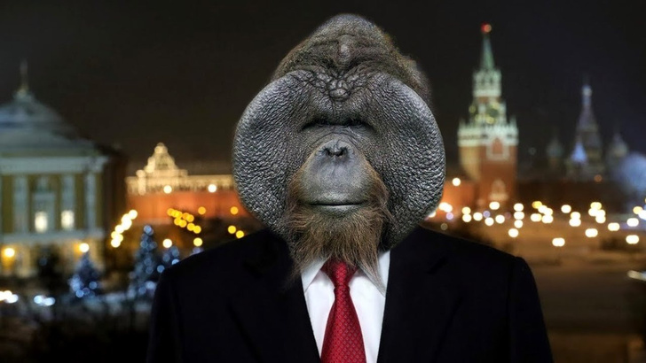 Лучшие шутки про орангутана Бату, из-за которого в Новосибирске разразился политический скандал