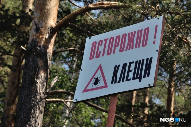 Уже к середине апреля клещи покусали 36 новосибирцев | Источник: Артём Устюжанин / E1.RU