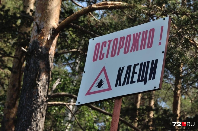При обнаружении на себе клеща, сразу не медля ни секунды, поезжайте в инфекционку | Источник: Артём Устюжанин / Городские медиа