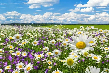 Мини-тест: выберите полевой цветок, а мы расскажем, в чем сильная сторона вашей личности