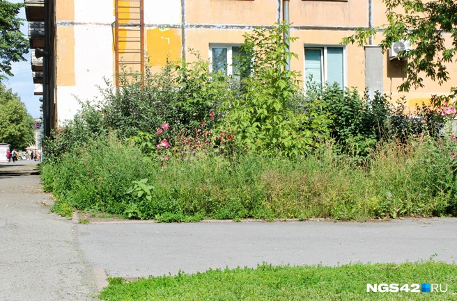 В 50 метрах от администрации города настоящие заросли в человеческий рост  | Источник: Александр Левчук / NGS42.RU