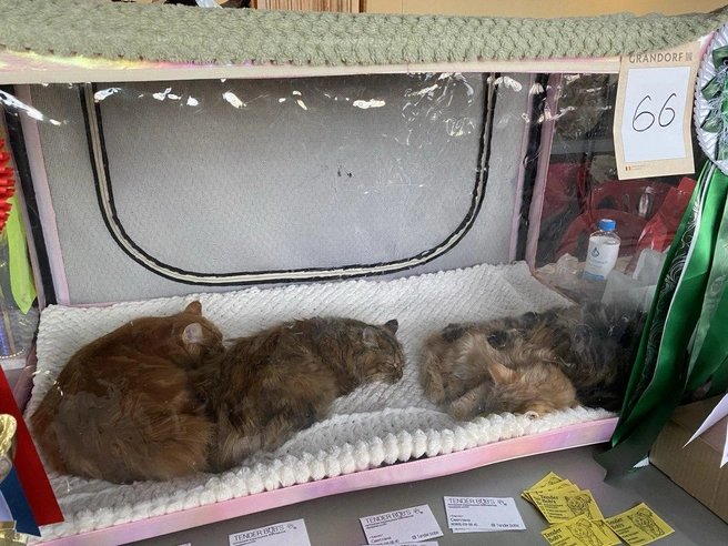 Для многих кошек это уже не первая выставка, поэтому они ведут себя очень спокойно | Источник: Ирина Господаренко / NGS22.RU