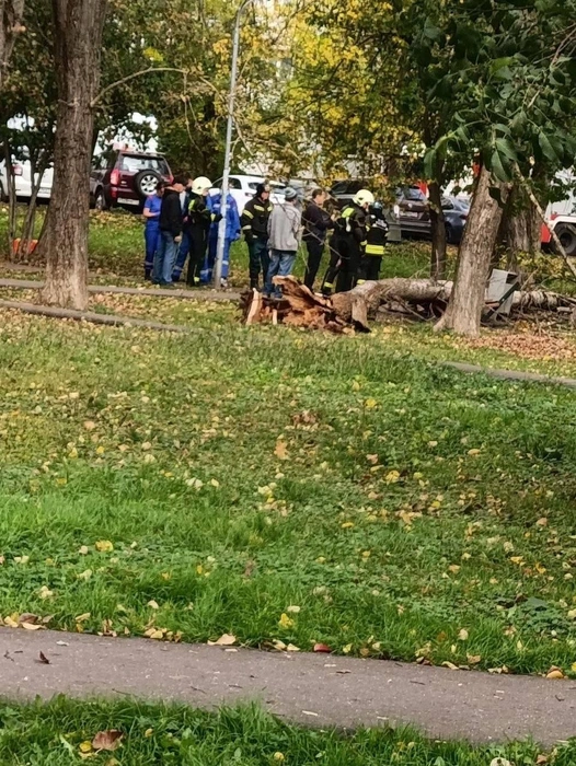 В сквере из-за сильного ветра дерево рухнуло на мужчину | Источник: Осторожно, новости / T.me