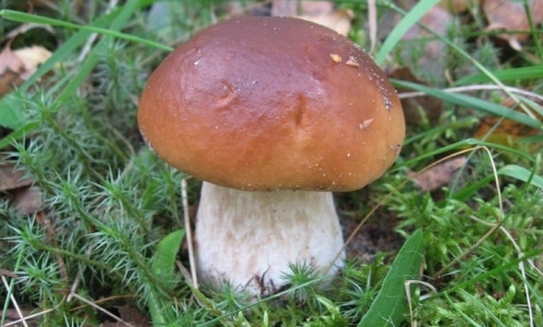 12 советов по заготовке грибов