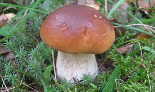 12 советов по заготовке грибов