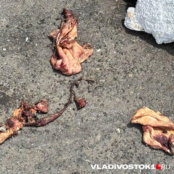 Источник: Елена Буйвол / VLADIVOSTOK1.RU