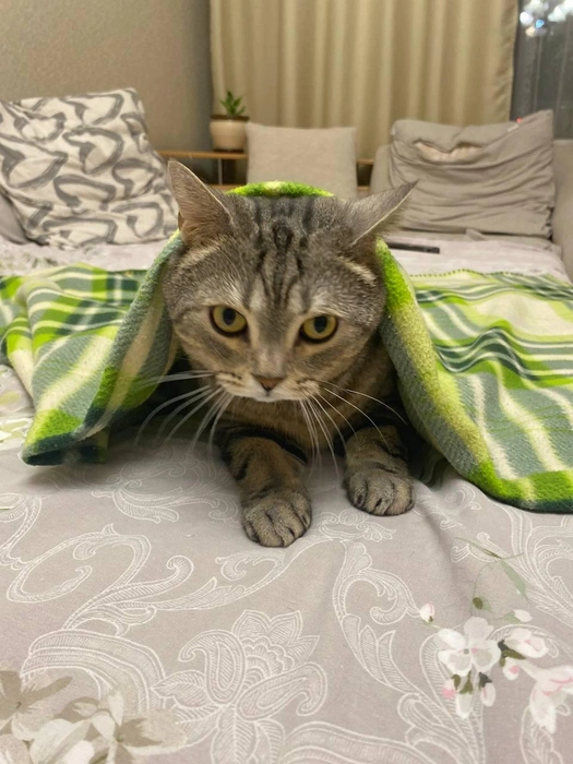 Плед под цвет глаз | Источник: читательница NGS24.RU Ольга Зубцова