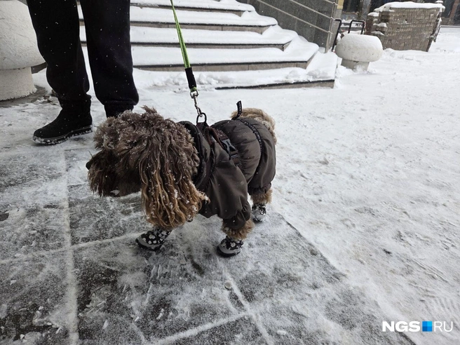 Источник: Елизавета Шаталова / NGS.RU