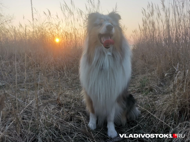 Источник: Екатерина Цой / VLADIVOSTOK1.RU