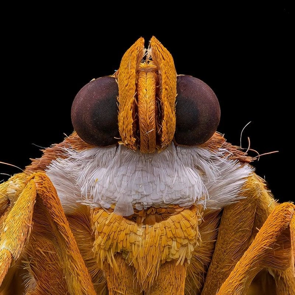 Финалист в номинации «Портрет» | Источник: Rahuram Annadana / Royal Entomological Society 2024 Photography Competition